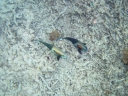 gilit (18)
